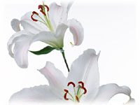 �t���[�l����